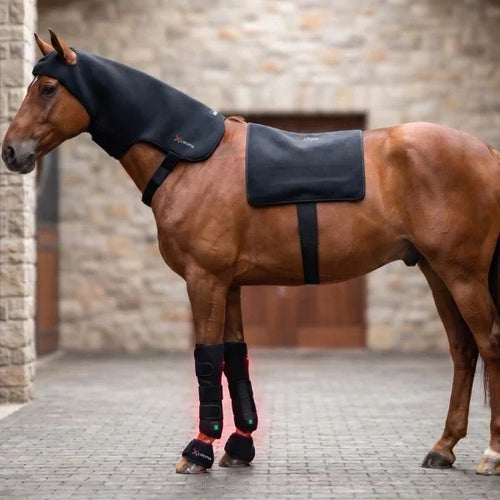 Bruin paard met rugdeken, halskap en rood oplichtende beenwraps voor rood licht therapie